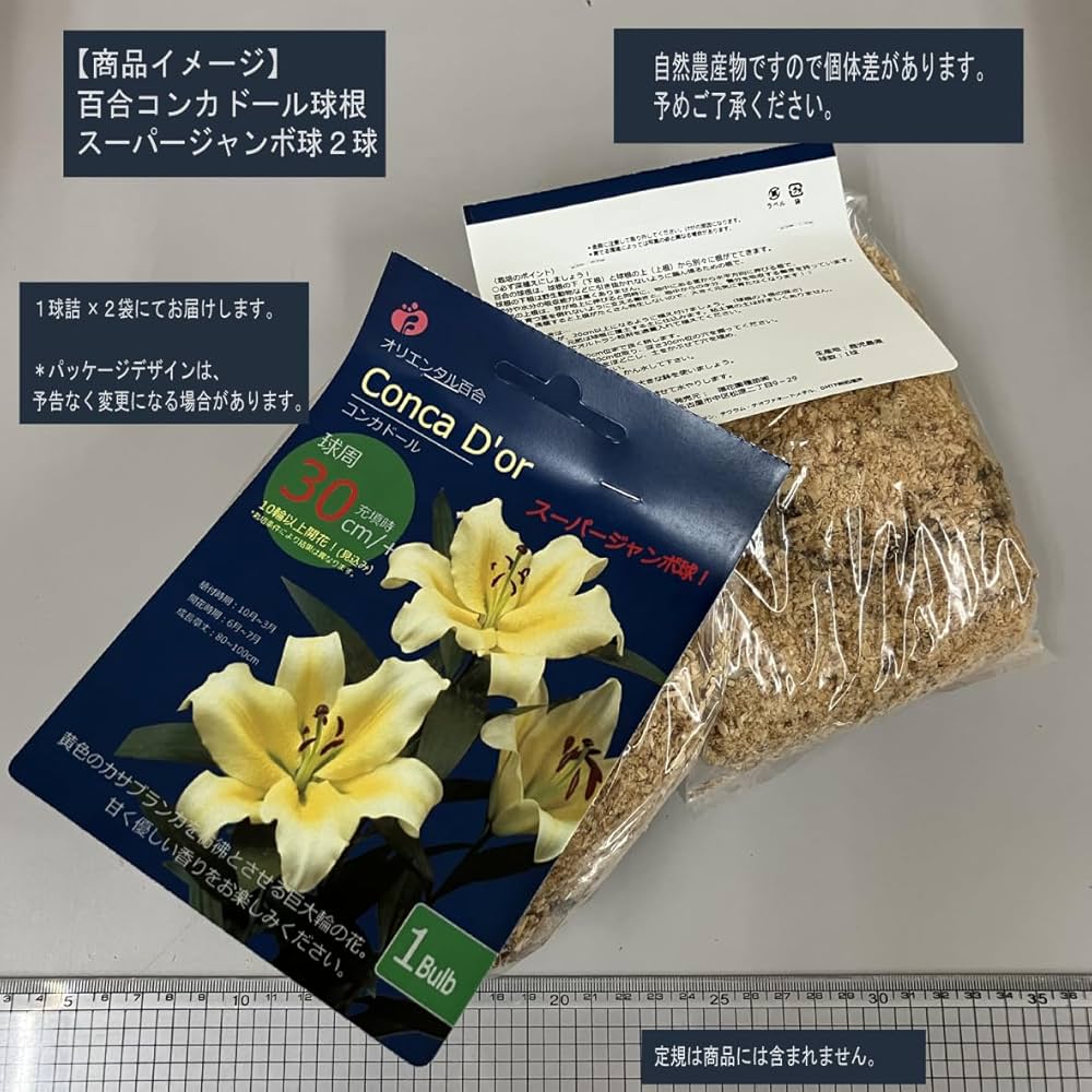 ふくちゃん様　　琉球*海花のたね こんにちは☀️ 本日より 玉ねぎ Qちゃんのセット球が入荷しま